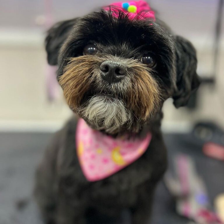 6BAE95BA-96C7-4B27-956D-FB4C09E22419 Cute black and brown terrier wearing a pink headband and bandana.