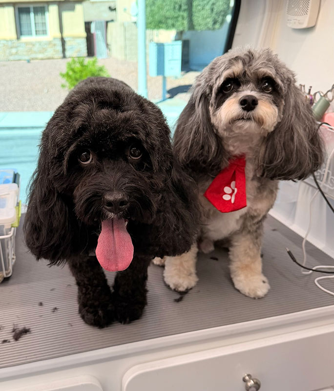 IMG_0035 Two small dogs on a grooming table. The black dog on the left has its tongue out, while the gray and white dog on the right wears a red bandana.
