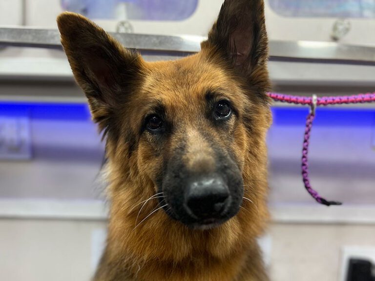 IMG_8252-800×600-1 A German Shepherd sits in a grooming area with a pink leash visible in the background.