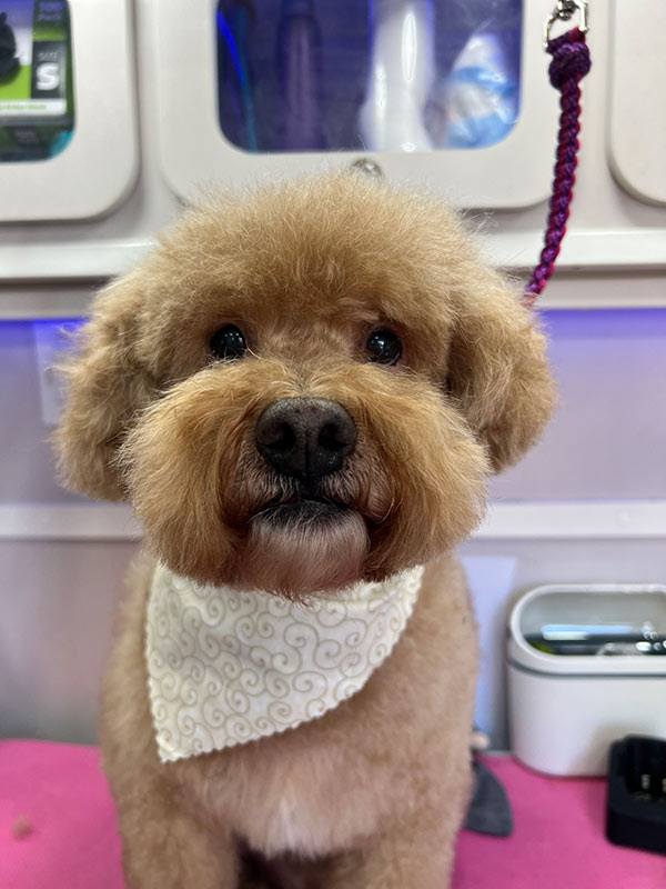 IMG_9257 Fluffy brown dog with a round face and expressive eyes, wearing a white patterned bandana.