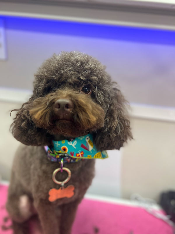 IMG_9895 Brown curly-haired dog wearing a colorful blue bandana with playful designs.